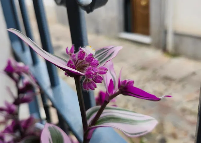Casa Mozarabe Cordoba