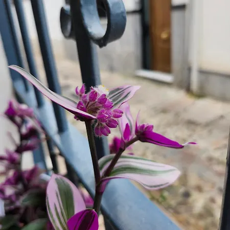 Casa Mozarabe コルドバ